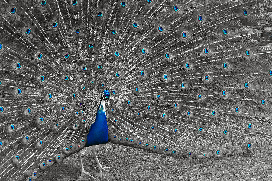 Peacock Photograph - Old Blue Eyes... by Martina Fagan