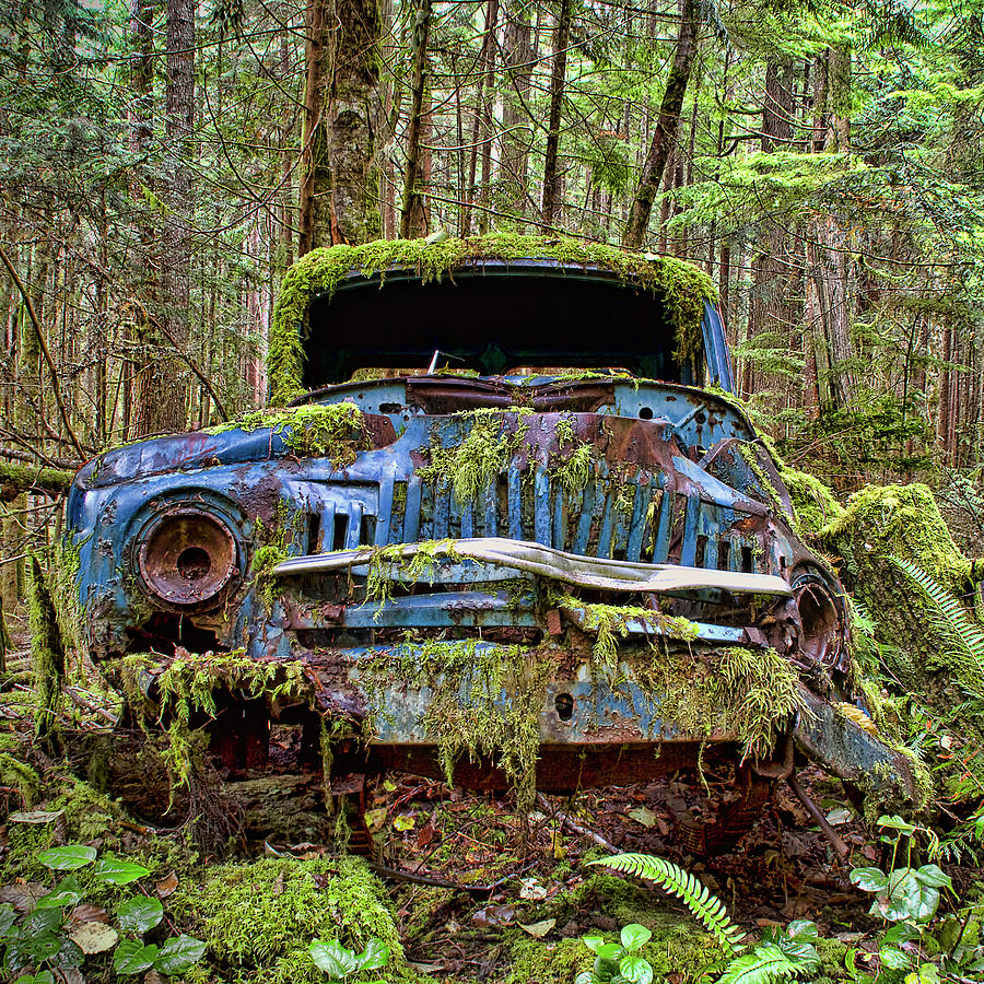 Old Blue Truck in Forest Photograph by Peggy Collins