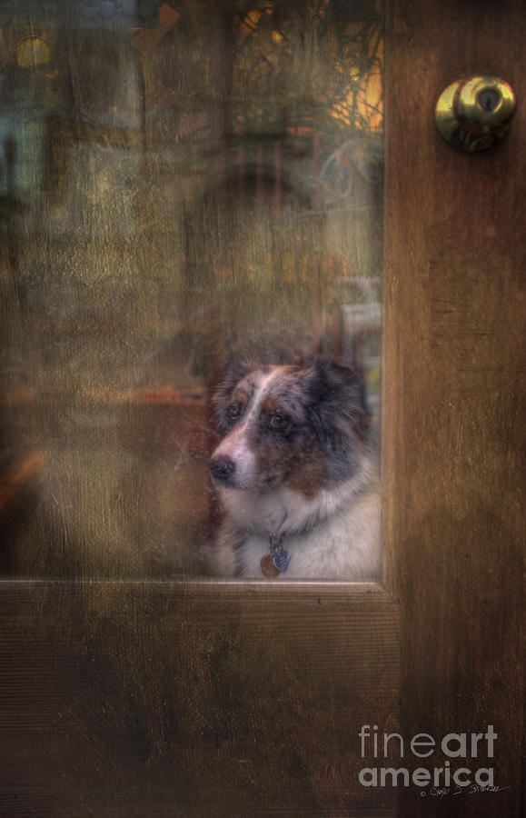 Old Bonnie Dog Photograph by Craig J Satterlee