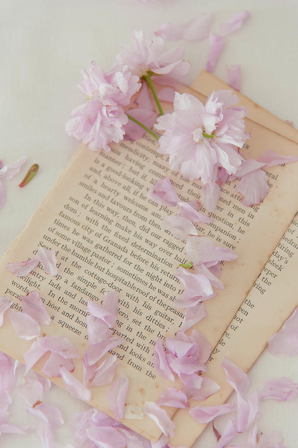 Old Book and Blossom Photograph by David Ridley - Fine Art America