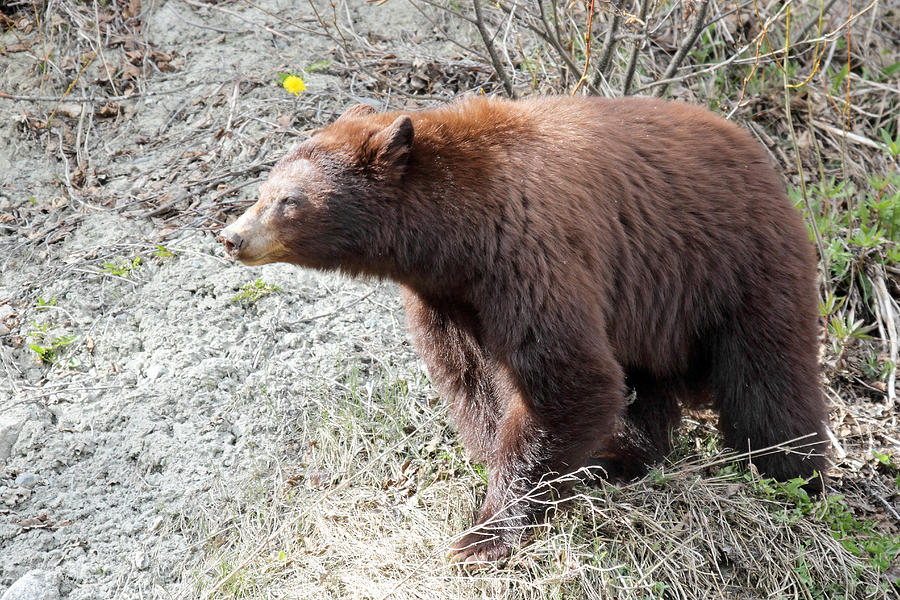 Old Brown Bear coming out of hibernation Photograph by Pierre Leclerc