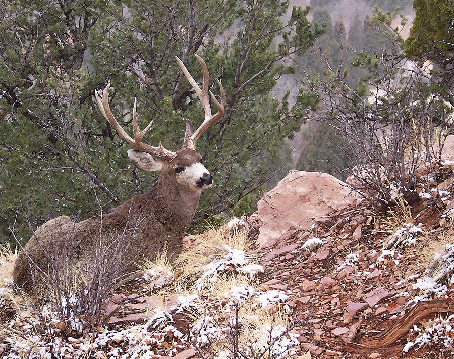 Old Buck Photograph by Ernest Echols