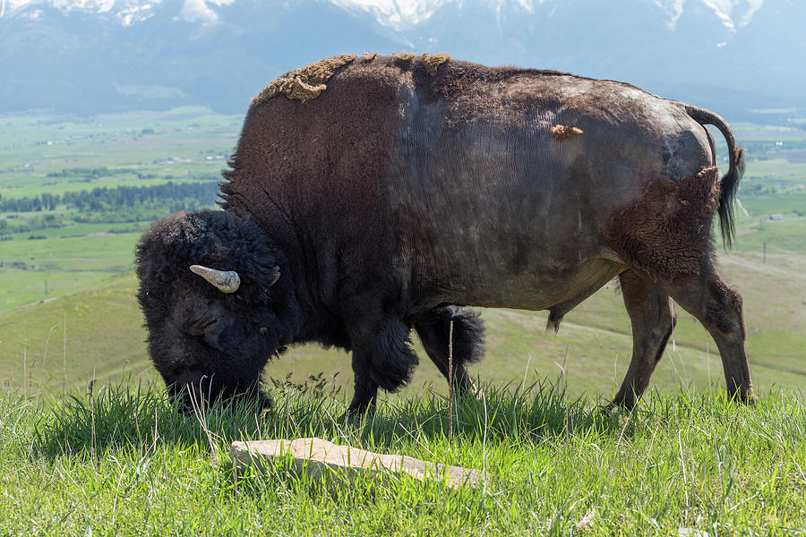 Old Bull Bison Feeding With His Eyes Closed Photograph