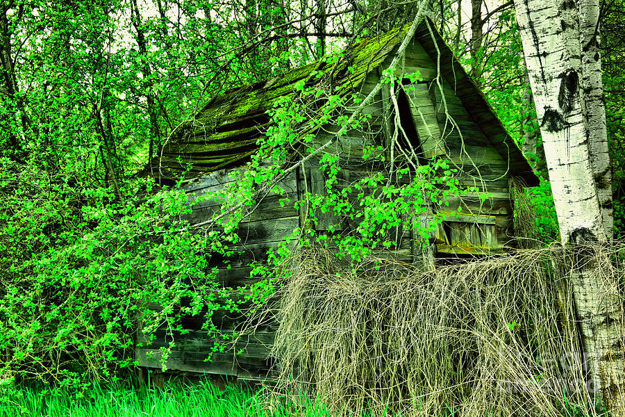 Old cabin in the woods Photograph by Jeff Swan