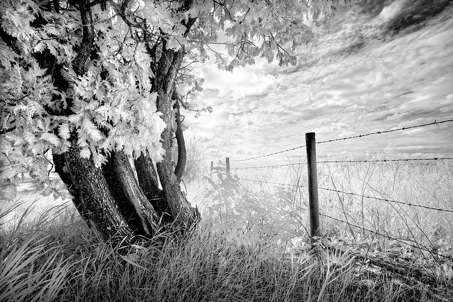 Old Cedar and Barbed Wire Photograph by Dan Jurak