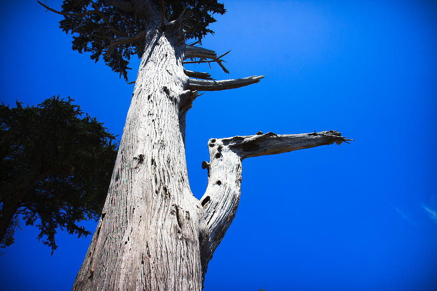 Old Cedar Tree Photograph by Dina Calvarese