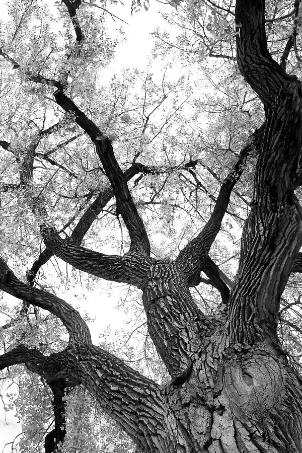 Old Cottonwood Tree Photograph by James BO Insogna