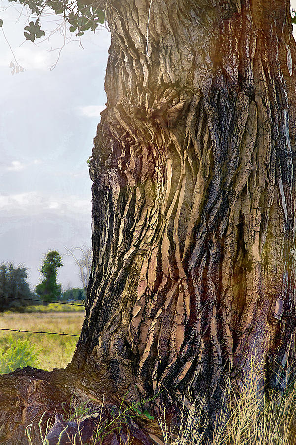 Old Cottonwood Tree Photograph by Karen W Meyer - Fine Art America