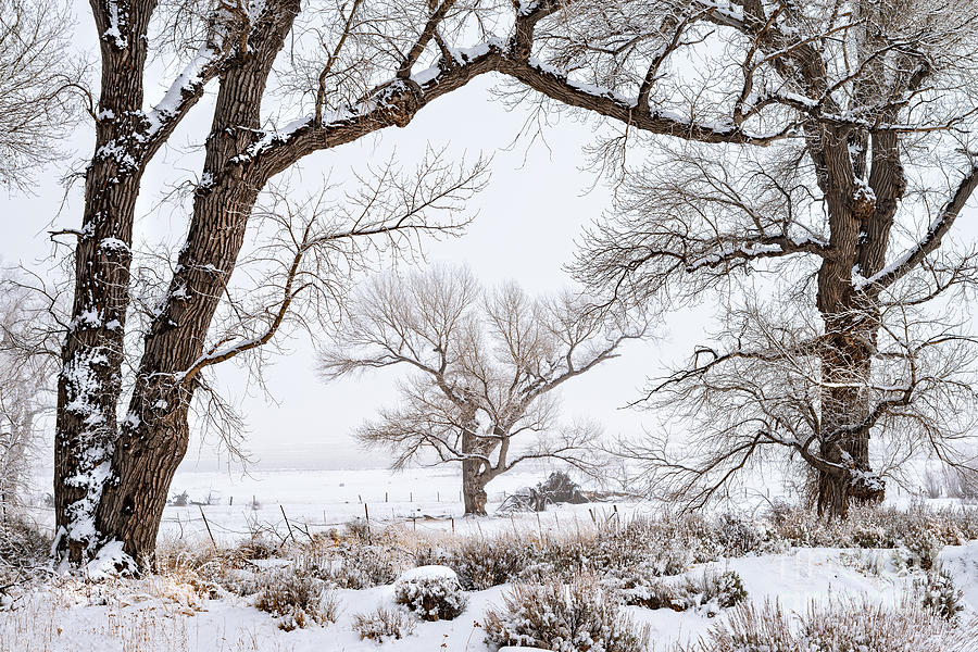 Tree Photograph - Old Cottonwood Trees in Winter by Dianne Phelps