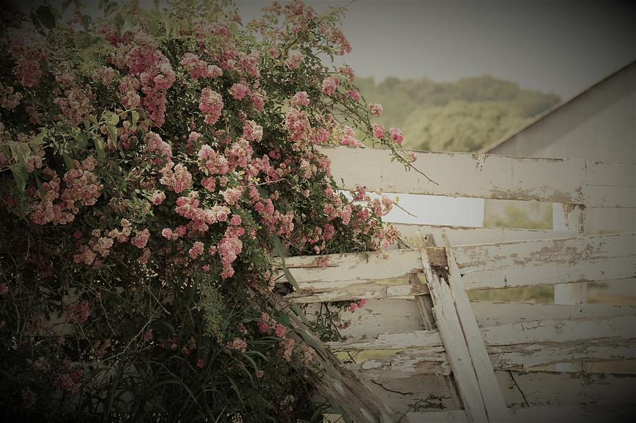 Flower Photograph - Old Country Charm by Linda Benoit