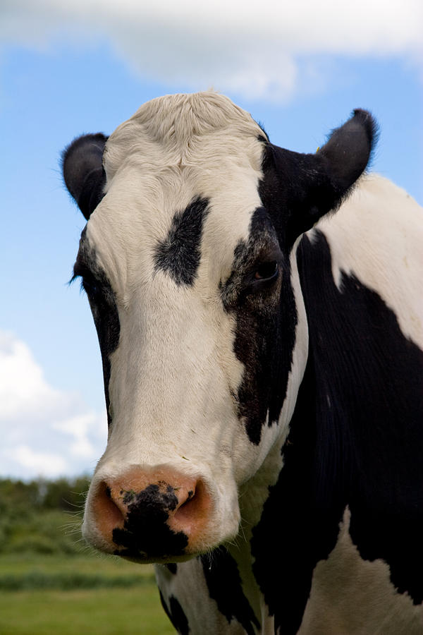 Cow Photograph - Old cow by Gerth Jan Helmes