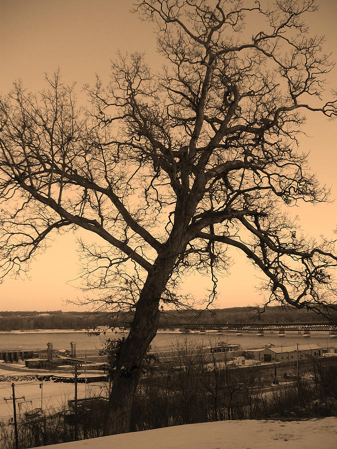 Old Crooked Tree overlooking Mississippi River Photograph by Goldie ...