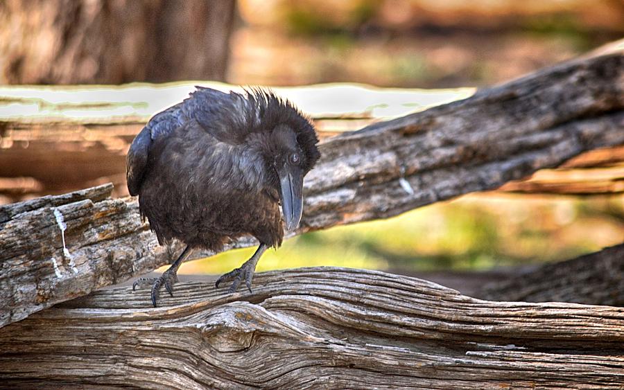 Old Crow Photograph by AJ Schibig