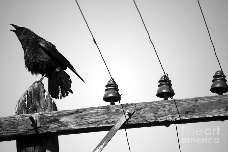 Crow Photograph - Old Crow by Balanced Art