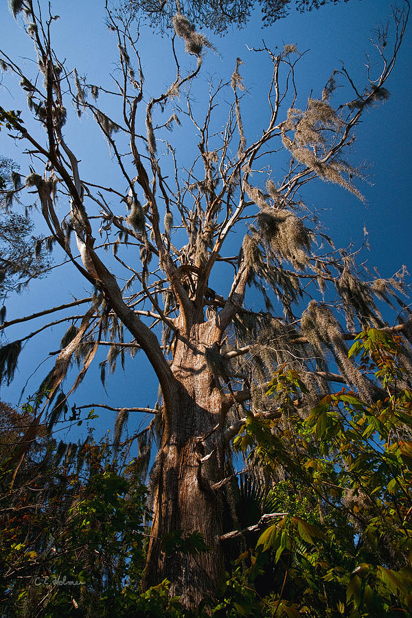 Marsh Photograph - Old Cypress by Christopher Holmes
