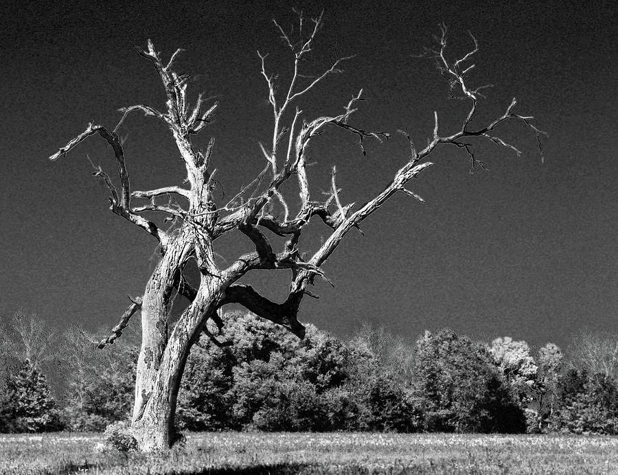 Old Dead Tree again Digital Art by Michael Thomas