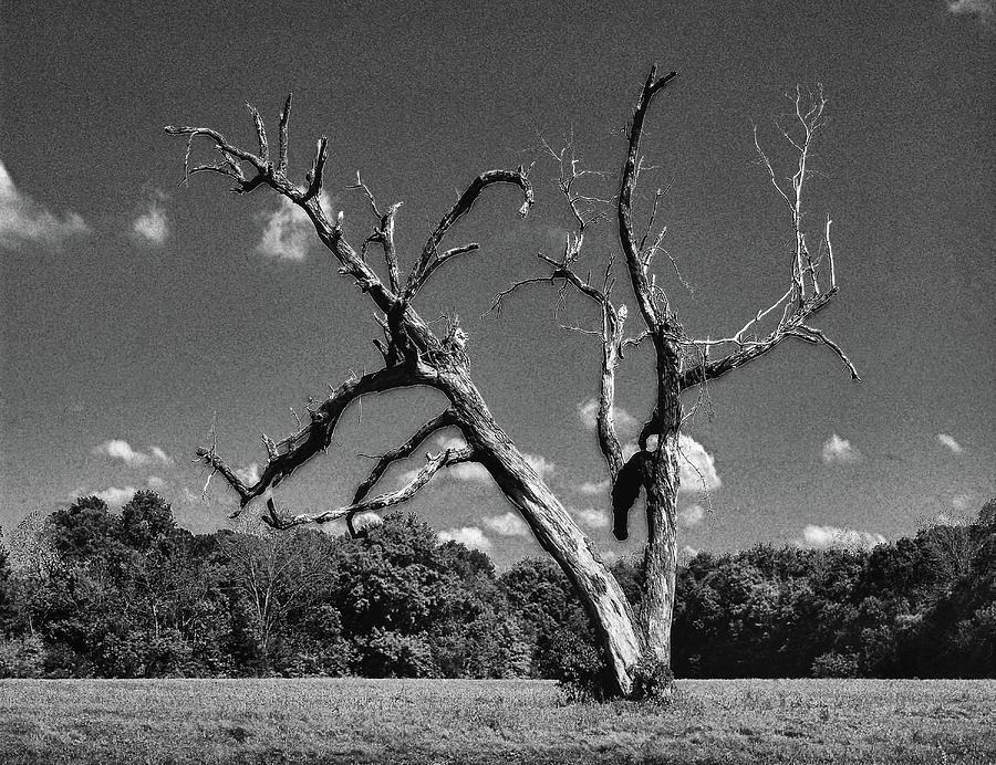 Old Dead Tree Digital Art by Michael Thomas