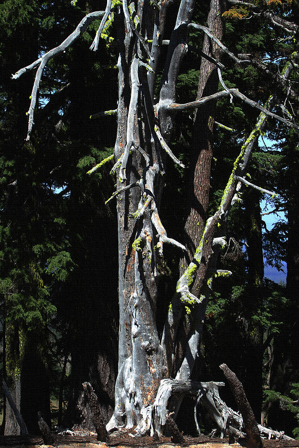 Old Dead Tree Near Crater Lake Digital Art by Tom Janca