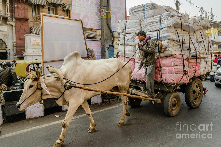Old Delhi from a Rickshaw 07 Photograph by Werner Padarin