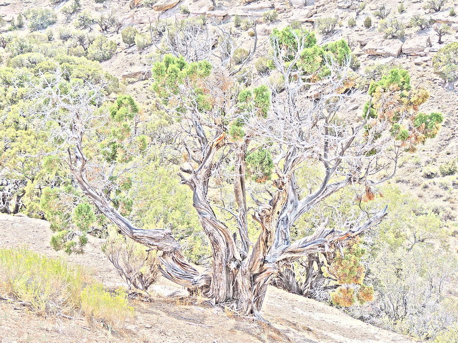 Old Desert Tree Photograph by Andrew Chambers