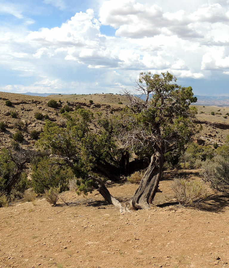 Mountain Photograph - Old Desert Trees in July by Andrew Chambers