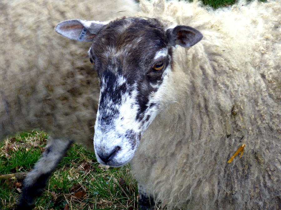 Sheep Photograph - Old Deuteronomy by Mindy Newman