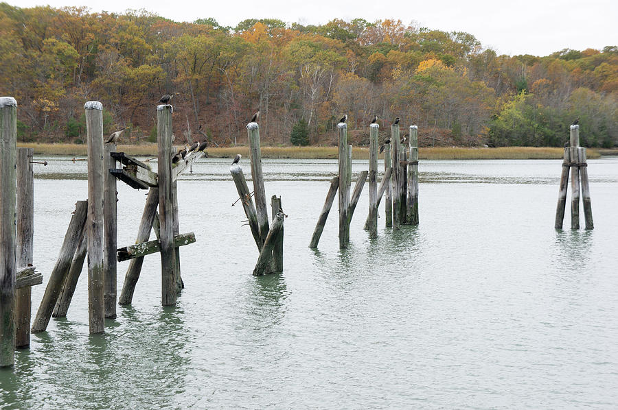 Escape to Nature's Embrace: Exploring the Tranquility of Weymouth Back River Reservation