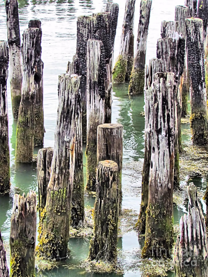 Portland Photograph - Old Dock Remains by Elizabeth Dow