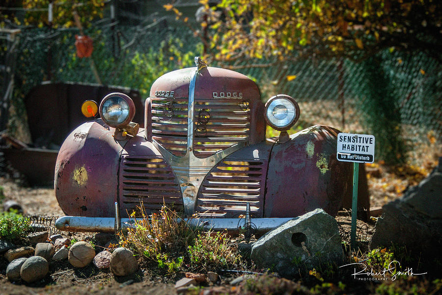 Old Dodge Rust Bucket Photograph by Rob Smiths