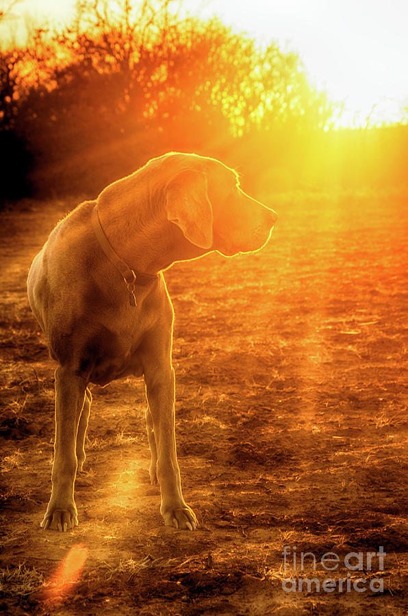 Old Dog Sunset Photograph by Sari ONeal