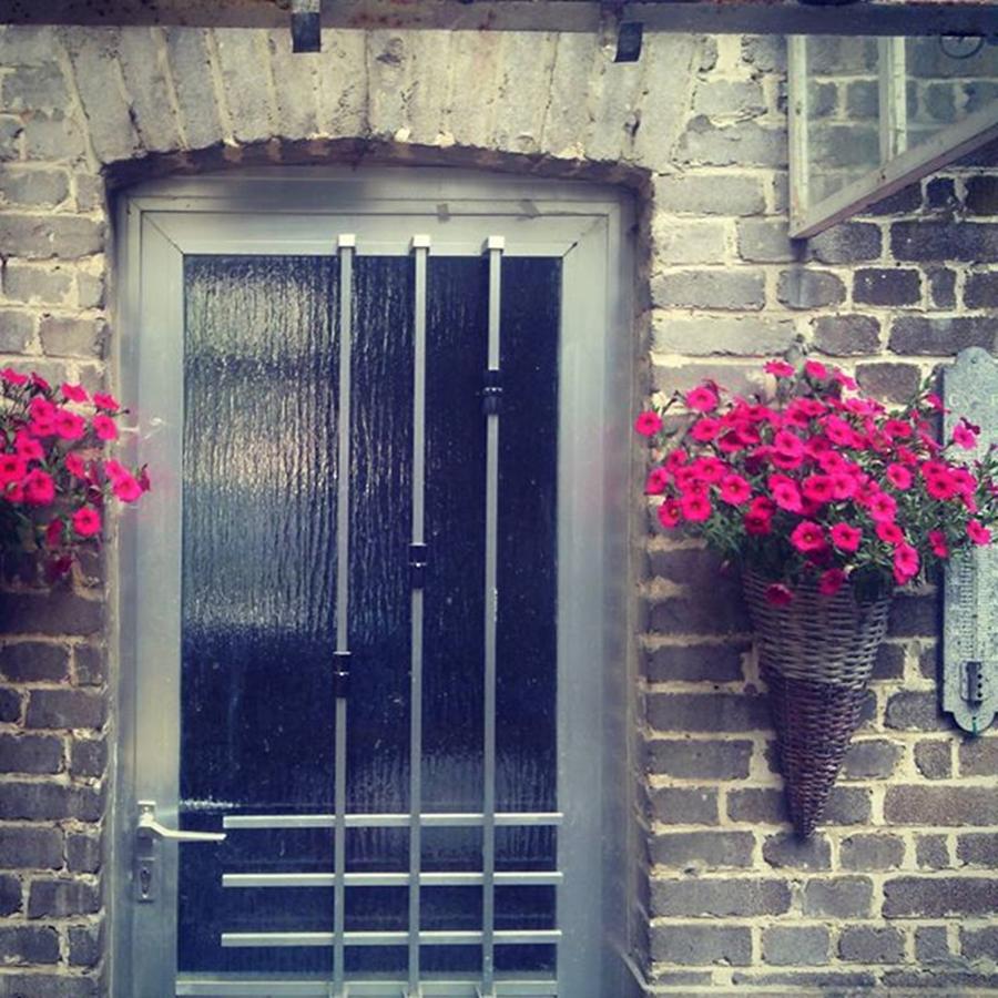 Petunias Photograph - Old Door, New Flowers = Balance Now by Wealth Of Nature