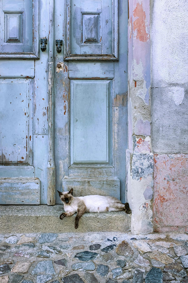 Old Door With Cat Photograph by Carlos Caetano
