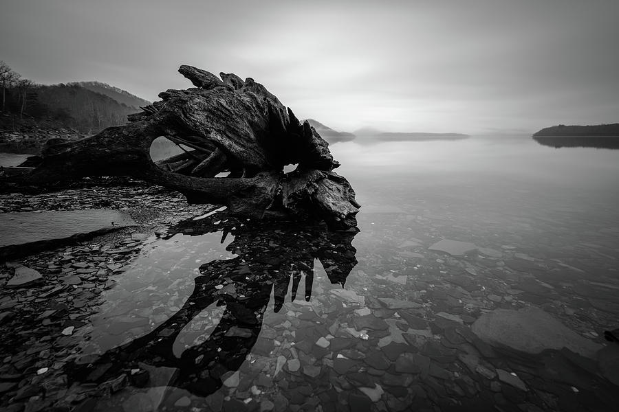 Old Driftwood Photograph by Michael Scott