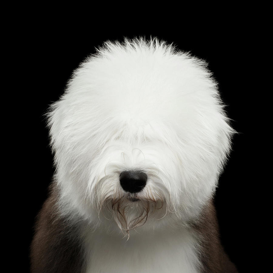 old english sheep dog with pommie