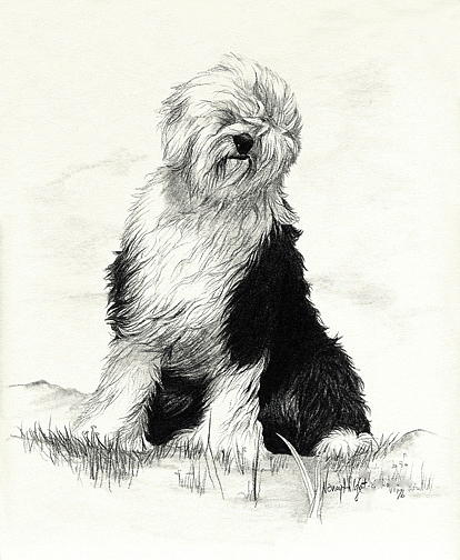 old english sheepdog drawing
