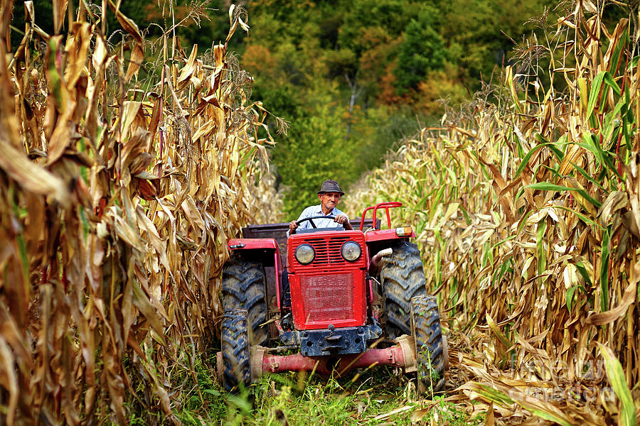 Fall Photograph - Old farmer driving the tractor in the cornfield by Ragnar Lothbrok