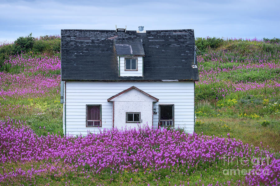 Old farmhouse in a field with fireweed flowers Photograph by Les Palenik