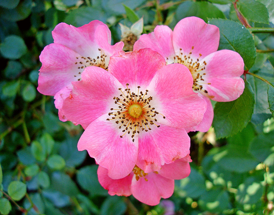 Old Fashion Bush Rose Cluster Photograph by Robert Meyers-Lussier