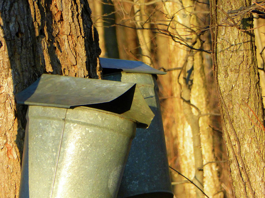 Maple Photograph - Old Fashion Maple Syrup Collection by Tina M Wenger