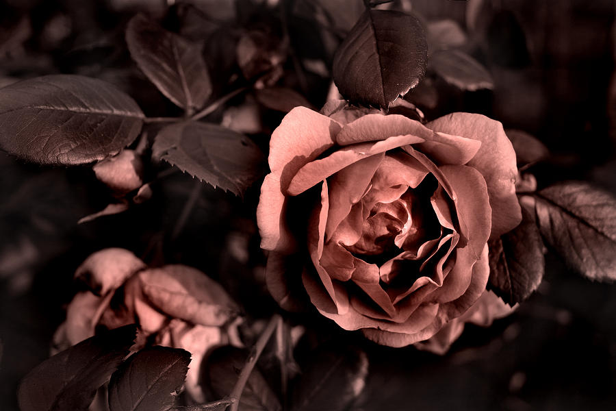 Old Fashion Rose Photograph by Nina Fosdick