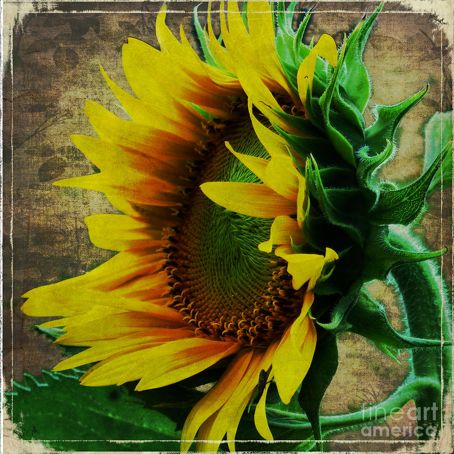 Old Fashion Sunflower Photograph by Sandra Clark