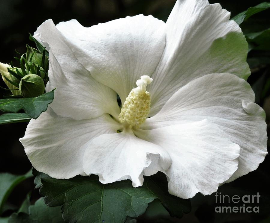 Old Fashioned Flower Photograph by Jan Gelders