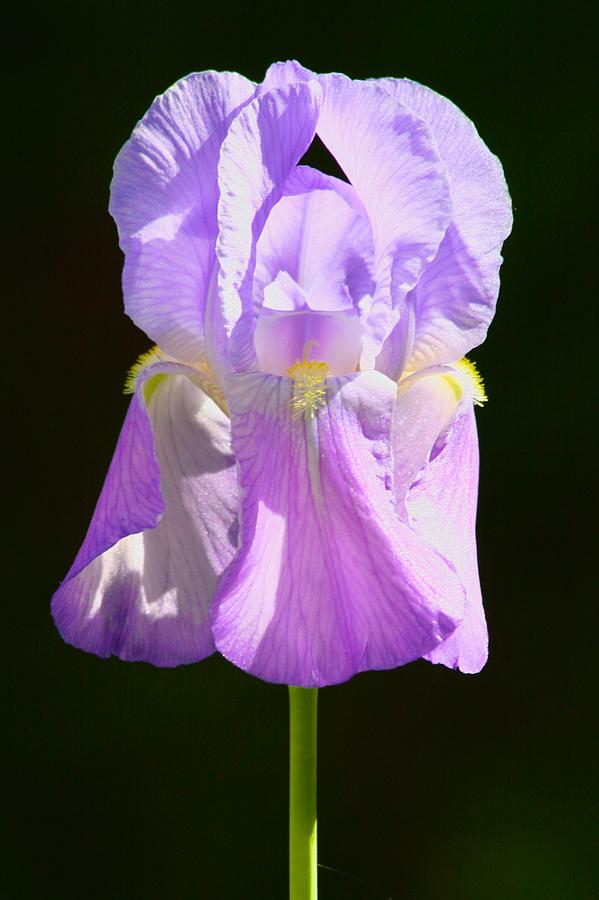 Old Fashioned Grape Iris Photograph by Polly Castor
