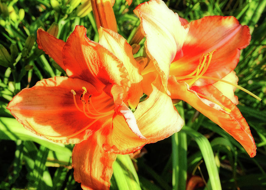 Old fashioned Orange Lily Photograph by Denise Beverly