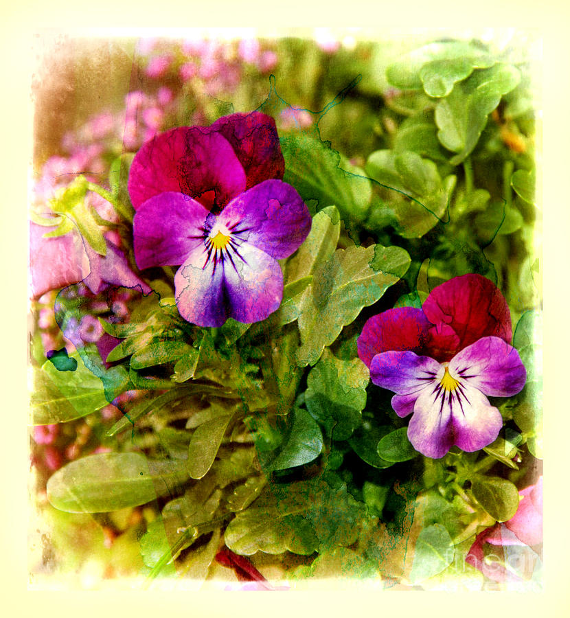 Old-Fashioned Pansies Photograph by Judi Bagwell