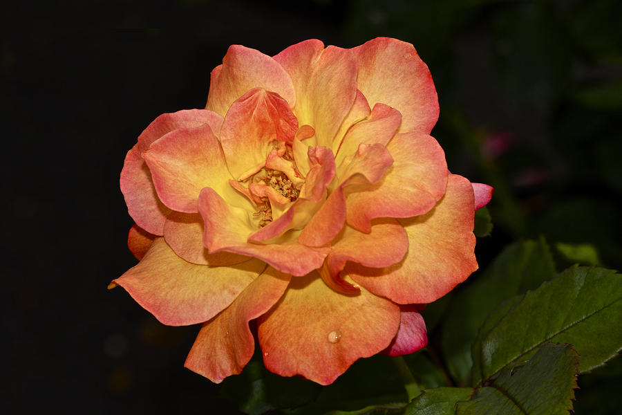 Old-Fashioned Peace Rose Photograph by Carol Senske