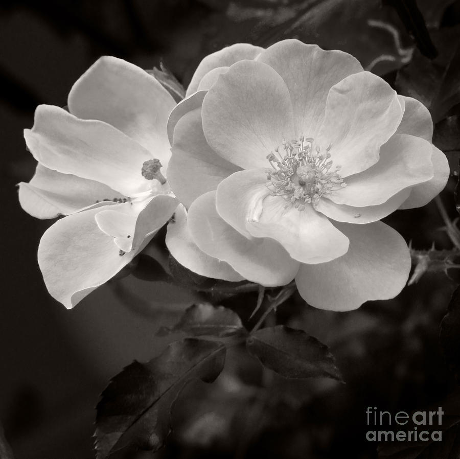 Old Fashioned Rose Photograph by Karen Lewis