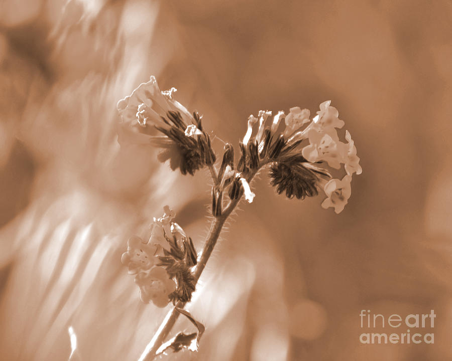 Old Fashioned Wild Flowers Photograph