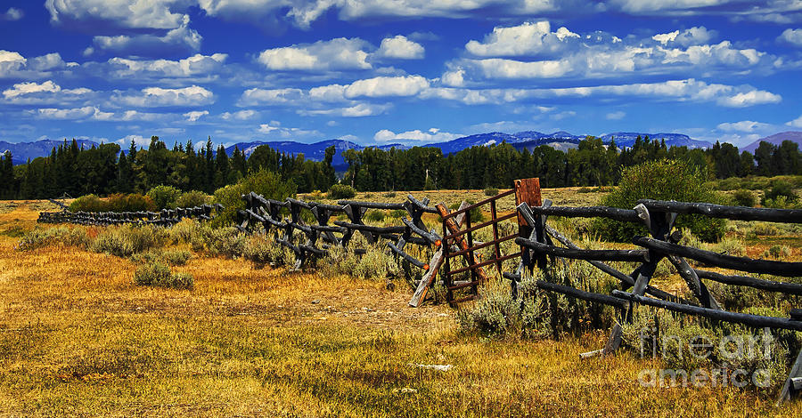 Old Fence Line Photograph by Robert Bales
