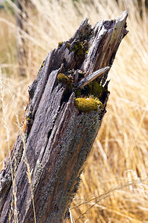 Old Fence post Photograph by Wayne Enslow